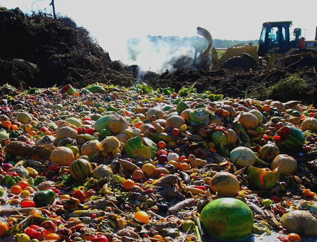 food, food waste, hunger, circular economy, human rights, junk food, recycling